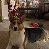 Rex joined the competition — help win amazing prizes! animal, carpet, christmas_lights, christmas_tree, corgi, curtains, cute, decorations, dog, festive, holiday_decor, home, indoor, living_room, pet, relaxed, santa_doll, table, toy, window