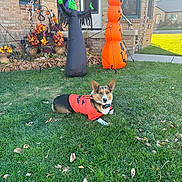 Rex joined the competition — help win amazing prizes! brick_wall, corgi, costume, daylight, decorations, dog, fall_leaves, grass, halloween, house, inflatable, lawn, orange_shirt, outdoor, pet, pumpkin, sidewalk, snowman, window, witch