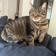 Bébé Chat a rejoint le concours — aidez-le/la à gagner de superbes lots ! cat, tabby_cat, pet, animal, feline, indoor, resting, sleeping, close_up, fur, whiskers, ears, tail, comfort, cozy, domestic, household, relaxation, soft_light, fabric