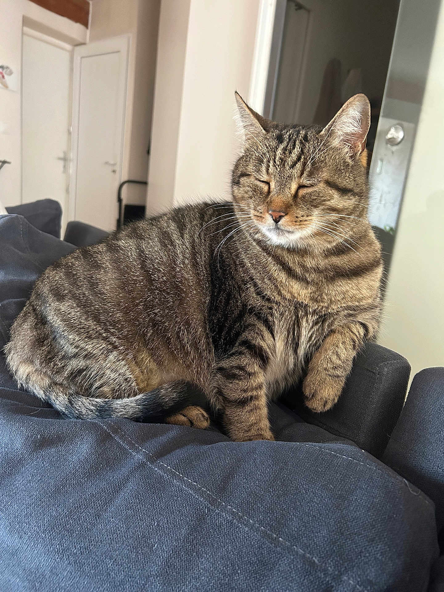 Bébé Chat