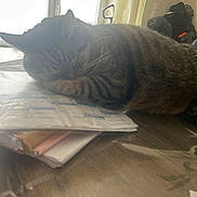 Samy participe au concours pour gagner de l'argent avec cette photo : cat, sleeping_cat, tabby, cat_face, fur, paw, whiskers, table, papers, documents, window, curtain, helmet, backpack, desk, indoor, nap, blur, soft_light, cozy