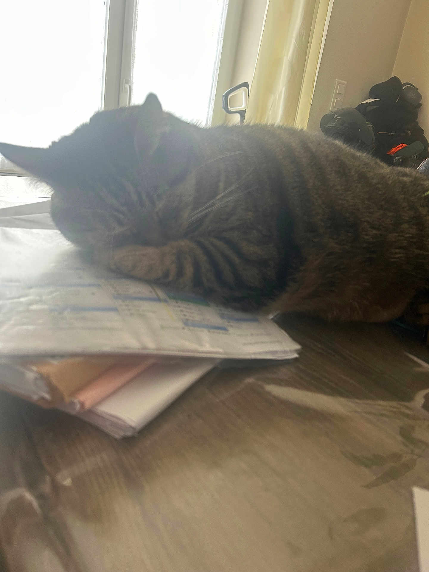 Samy participe au concours pour gagner de l'argent avec cette photo : cat, sleeping_cat, tabby, cat_face, fur, paw, whiskers, table, papers, documents, window, curtain, helmet, backpack, desk, indoor, nap, blur, soft_light, cozy