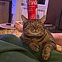 Sami a rejoint le concours — aidez-le/la à gagner de superbes lots ! cat, tabby_cat, indoor, coca_cola_can, balancing, relaxed, blanket, foot, furniture, window, table, cup, plant, radiator, cozy, living_room, brown, striped, pet, resting