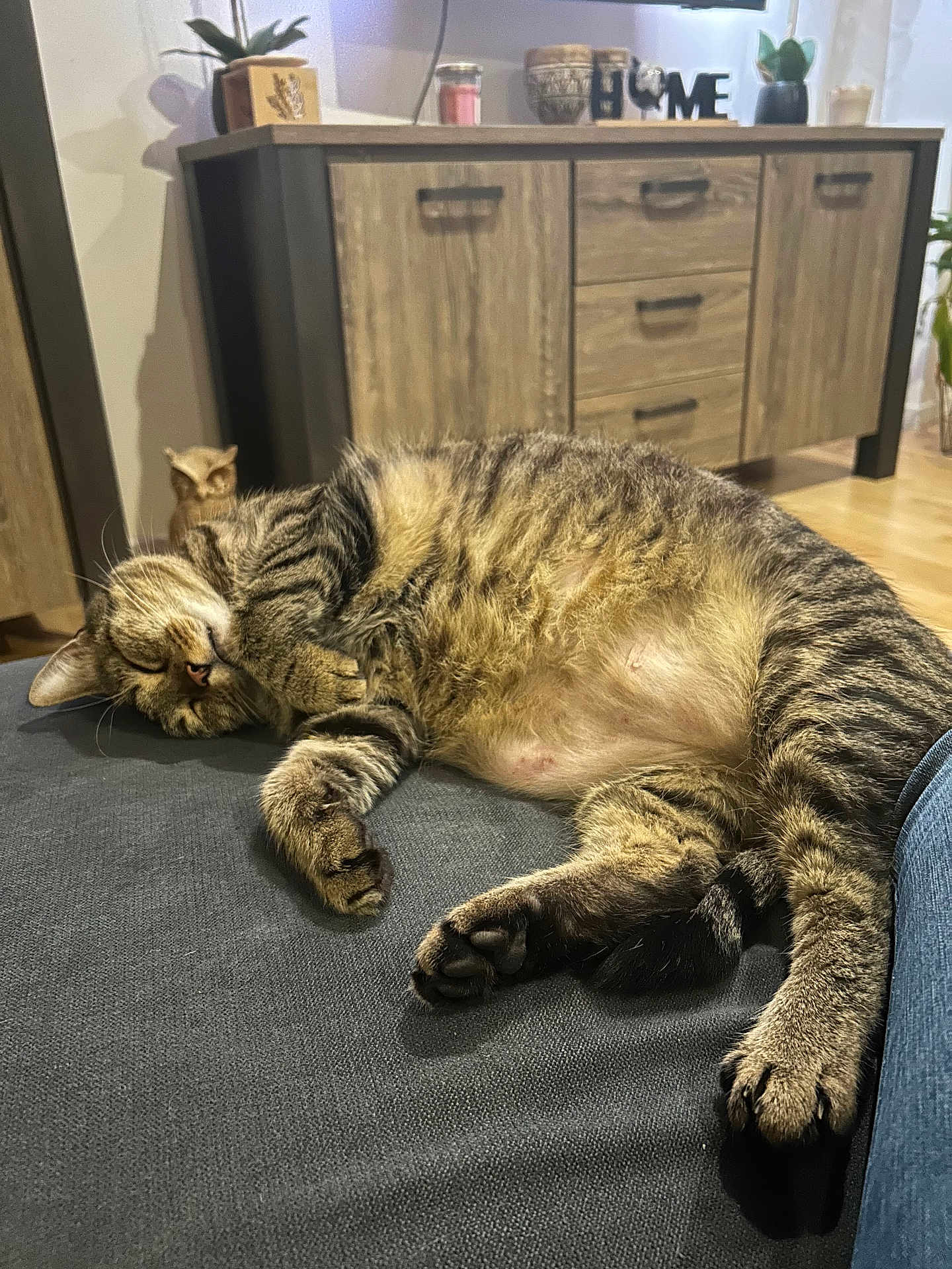 Sami a rejoint le concours — aidez-le/la à gagner de superbes lots ! cat, tabby_cat, sleeping, relaxed, indoor, furniture, couch, wooden_cabinet, plant, decor, figurine, cozy, pet, animal, whiskers, paw, fur, home, resting, living_room