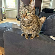 Sami participe au concours pour gagner de l'argent avec cette photo : cat, tabby_cat, indoor, living_room, couch, furniture, pet, animal, green_eyes, curious, gray_couch, wooden_floor, window, plant, remote_control, domestic_cat, striped_fur, whiskers, ears, sitting