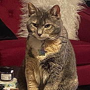 Zoey joined the competition — help win amazing prizes! cat, tabby_cat, indoor, furniture, couch, pillow, pet, animal, fur, whiskers, collar, tag, domestic_cat, mammal, sitting, cute, gray_cat, household, cozy, relaxed