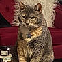 cat, tabby_cat, indoor, furniture, couch, pillow, pet, animal, fur, whiskers, collar, tag, domestic_cat, mammal, sitting, cute, gray_cat, household, cozy, relaxed