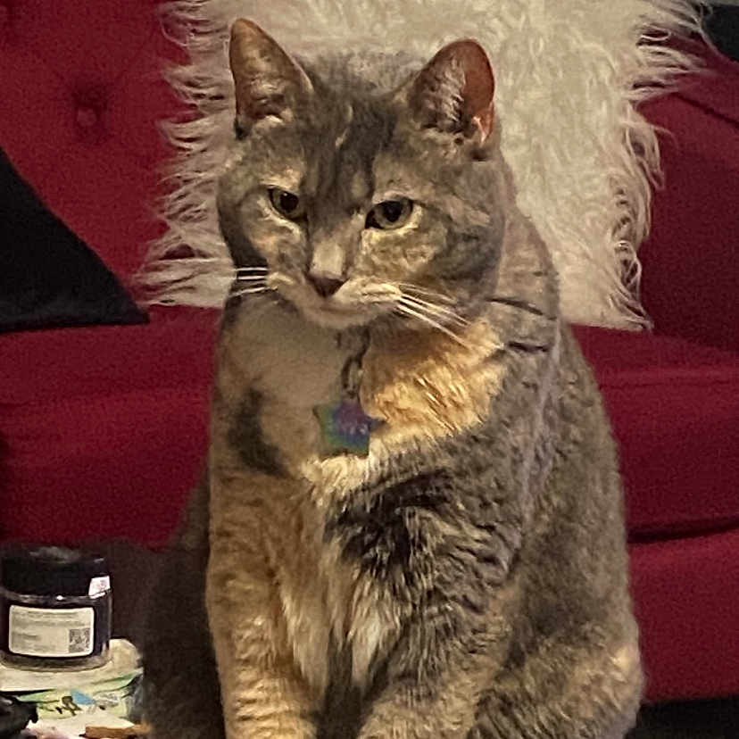 Zoey joined the competition — help win amazing prizes! animal, cat, collar, couch, cozy, cute, domestic_cat, fur, furniture, gray_cat, household, indoor, mammal, pet, pillow, relaxed, sitting, tabby_cat, tag, whiskers