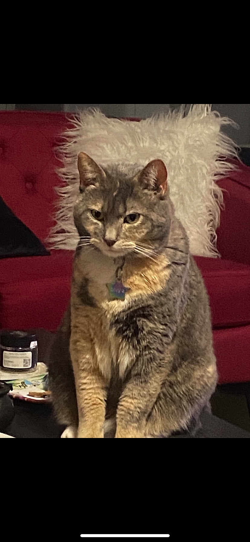 Zoey joined the competition — help win amazing prizes! cat, tabby_cat, indoor, furniture, couch, pillow, pet, animal, fur, whiskers, collar, tag, domestic_cat, mammal, sitting, cute, gray_cat, household, cozy, relaxed