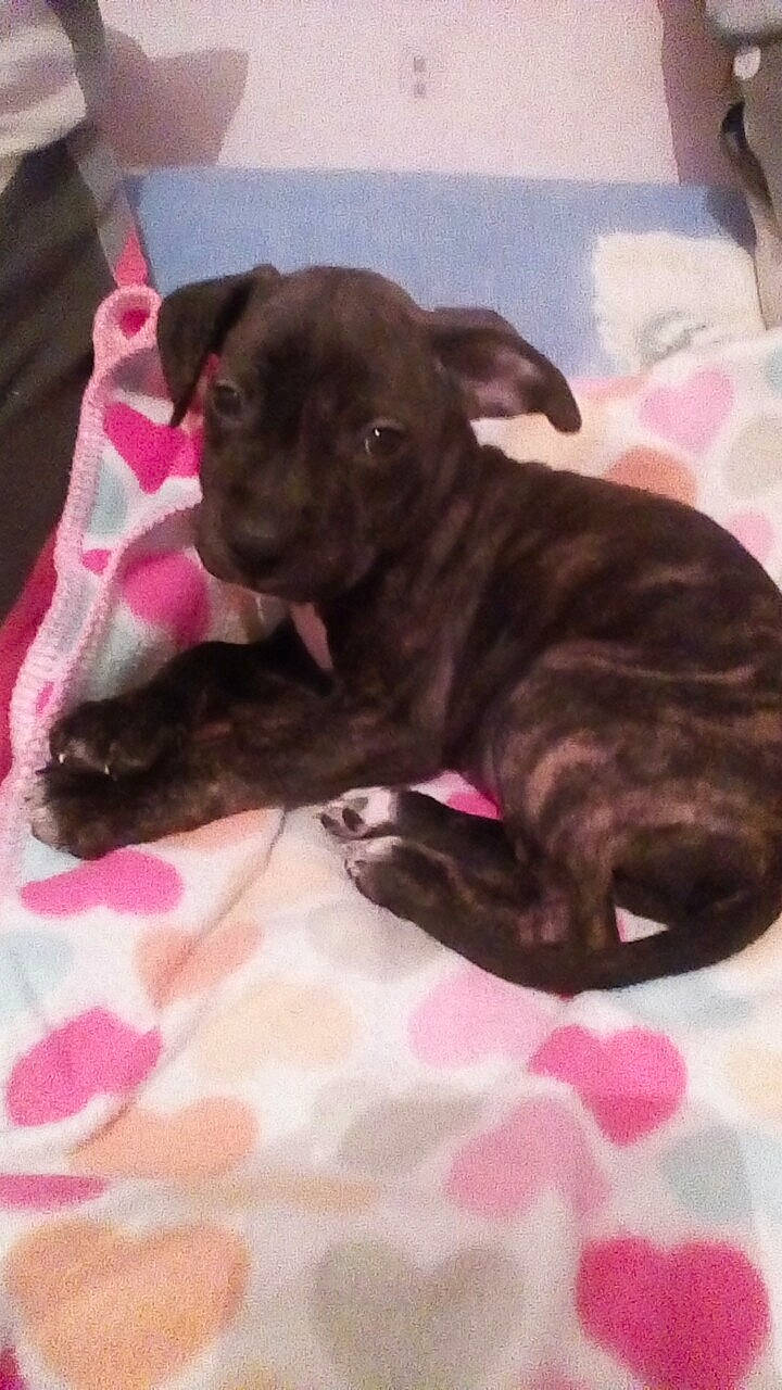 Nikita a rejoint le concours — aidez-le/la à gagner de superbes lots ! american_pit_bull_terrier, canidae, carnivore, dog, dog_breed, fawn, french_bulldog, mammal, non_sporting_group, pit_bull, puppy, sporting_group, staffordshire_bull_terrier, vertebrate