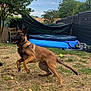 dog, belgian_malinois, leaping, backyard, grass, tree, inflatable_pool, toy, playful, pet, outdoor, fence, summer, canine, animal, brown_dog, daylight, nature, active, happy