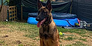 Aïko a rejoint le concours — aidez-le/la à gagner de superbes lots ! dog, belgian_malinois, sitting, tongue_out, backyard, grass, tree, inflatable_pool, toy, plush_toy, sunlight, fence, outdoor, pet, collar, garden, playful, summer, canine, animal