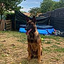 dog, belgian_malinois, sitting, tongue_out, backyard, grass, tree, inflatable_pool, toy, plush_toy, sunlight, fence, outdoor, pet, collar, garden, playful, summer, canine, animal