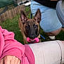dog, toy, pink, ears, outdoor, grass, people, hand, clothing, sitting, casual, playful, pet, animal, summer, relaxation, green, fun, waiting, mouth