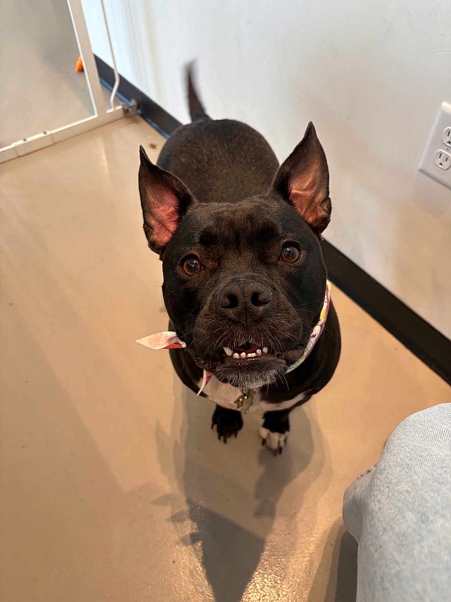 Lola