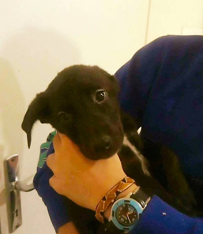 Narco a rejoint le concours — aidez-le/la à gagner de superbes lots ! carnivore, collar, comfort, companion_dog, dog, dog_breed, dog_collar, elbow, fashion_accessory, fur, gesture, personal_protective_equipment, pet_supply, retriever, sleeve, snout, sporting_group, whiskers, working_animal, wrist