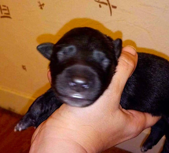 Narco a rejoint le concours — aidez-le/la à gagner de superbes lots ! canidae, carnivore, companion_dog, dog, dog_breed, ear, fawn, finger, fur, gesture, nail, paw, snout, sporting_group, terrestrial_animal, thumb, toy_dog, whiskers, working_animal, wrist