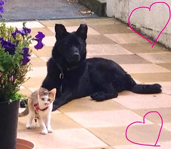 Narco a rejoint le concours — aidez-le/la à gagner de superbes lots ! carnivore, cat, collar, companion_dog, dog, dog_breed, domestic_short_haired_cat, felidae, flooring, flower, flowerpot, fur, houseplant, mammal, plant, small_to_medium_sized_cats, sporting_group, tail, whiskers, white