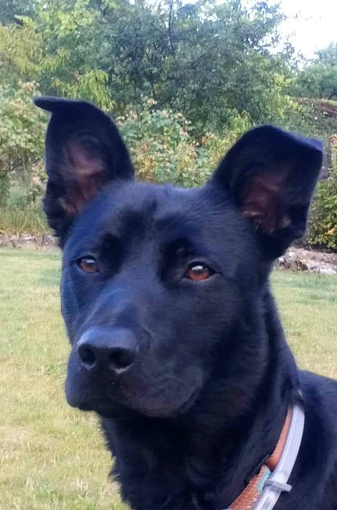 Narco a rejoint le concours — aidez-le/la à gagner de superbes lots ! borador, canidae, carnivore, collar, companion_dog, dog, dog_breed, dog_collar, electric_blue, grass, herding_dog, hunting_dog, non_sporting_group, plant, snout, sporting_group, tree, whiskers, working_animal, working_dog