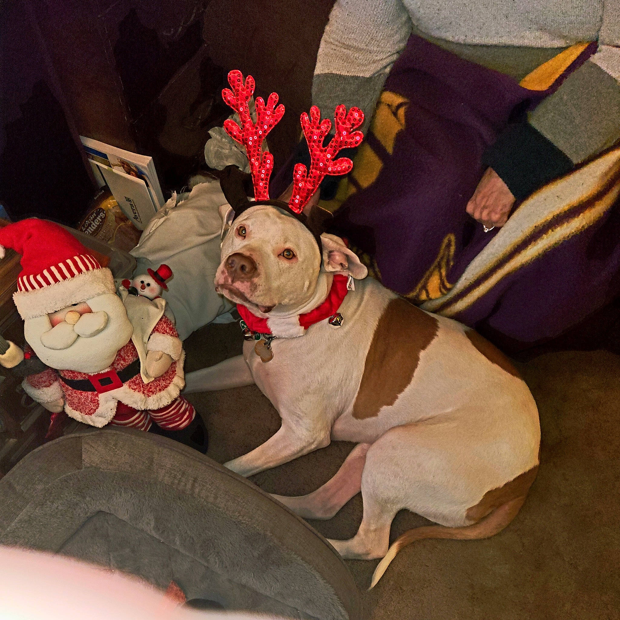 Buddy is registered to the contest to win money with this photo: carmine, carnivore, christmas, collar, comfort, companion_dog, costume_hat, dog, dog_breed, dog_clothes, dog_collar, dog_supply, fashion_accessory, fawn, leash, linens, pet_supply, santa_claus, sporting_group, working_animal