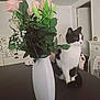 cat, flower, vase, table, indoor, black_and_white_cat, plant, furniture, home, decor, pet, green_leaves, pink_flowers, white_flowers, domestic_cat, curious, sitting, cozy, room, household