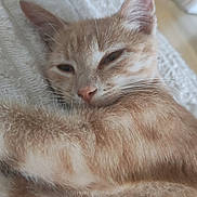 Koba Et Snow a rejoint le concours — aidez-le/la à gagner de superbes lots ! cat, kitten, ginger_cat, orange_tabby, sleepy, relaxed, curled_up, furry, whiskers, ears, eyes, face, pet, animal, blanket, cozy, indoors, close_up, portrait, nap