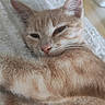 cat, kitten, ginger_cat, orange_tabby, sleepy, relaxed, curled_up, furry, whiskers, ears, eyes, face, pet, animal, blanket, cozy, indoors, close_up, portrait, nap