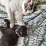 Koba Et Snow a rejoint le concours — aidez-le/la à gagner de superbes lots ! cat, cats, kitten, feline, sleeping, lying_down, relaxed, playful, white_cat, gray_cat, fur, whiskers, ears, eyes, paws, bed, bedding, blanket, patterned_fabric, indoor