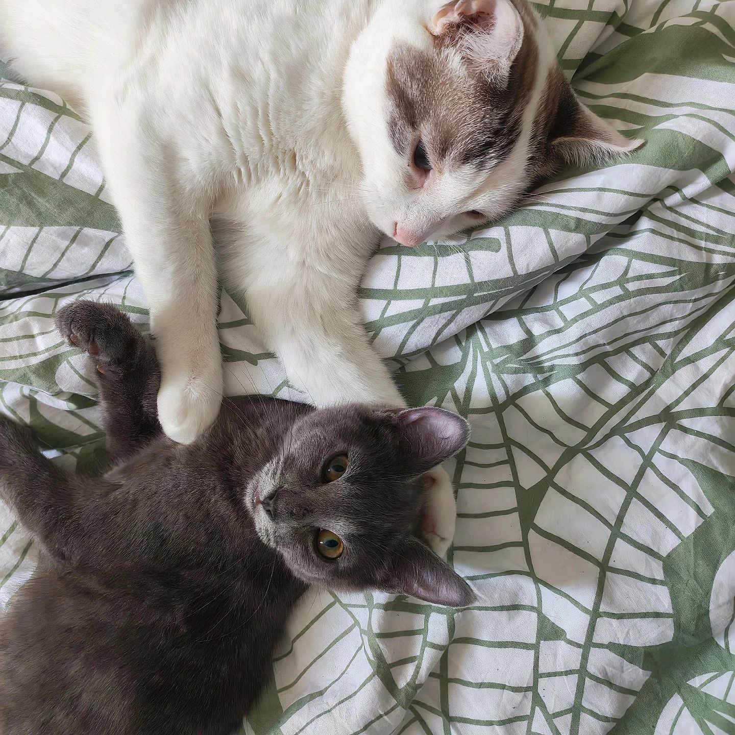 Koba Et Snow a rejoint le concours — aidez-le/la à gagner de superbes lots ! cat, cats, kitten, feline, sleeping, lying_down, relaxed, playful, white_cat, gray_cat, fur, whiskers, ears, eyes, paws, bed, bedding, blanket, patterned_fabric, indoor
