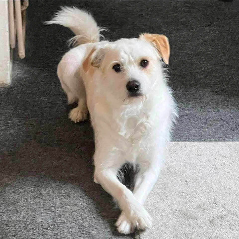 Teddy joined the competition — help win amazing prizes! accessories, animal, canine, cockerspaniel, dog, dogbed, eskimodog, papillon, pet, poodle, puppy, racket, snout, sport, strap, tennis, tennisracket, terrier, whitedog
