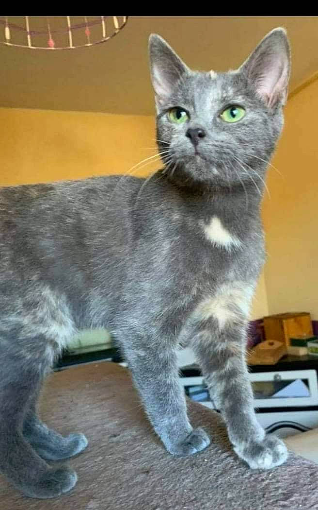 Savannah a rejoint le concours — aidez-le/la à gagner de superbes lots ! carnivore, cat, claw, domestic_short_haired_cat, felidae, flowerpot, fur, grey, mechanical_fan, paw, russian_blue, small_to_medium_sized_cats, snout, tail, terrestrial_animal, whiskers, window