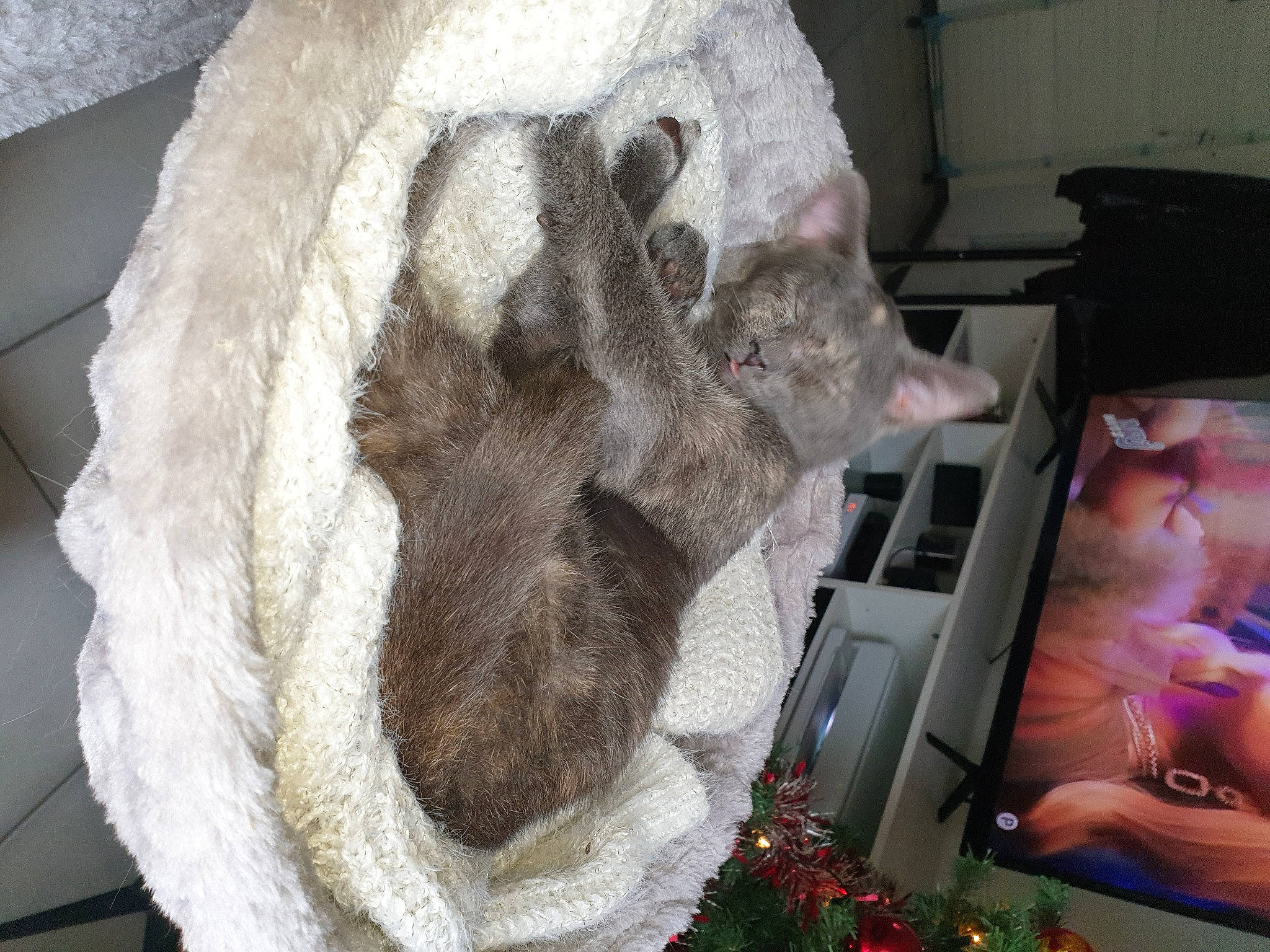 Savannah participe au concours pour gagner de l'argent avec cette photo : cat, claw, comfort, dog_breed, domestic_short_haired_cat, fawn, felidae, fur, fur_clothing, headgear, hide, linens, paw, small_to_medium_sized_cats, snout, stuffed_toy, toy, whiskers, wool, woven_fabric