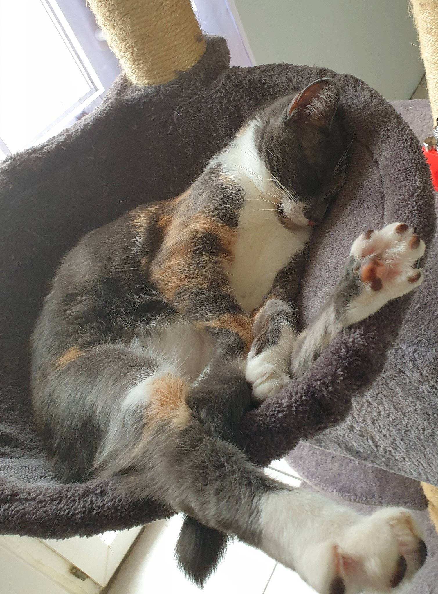 Riddhi a rejoint le concours — aidez-le/la à gagner de superbes lots ! canidae, carnivore, cat, claw, comfort, companion_dog, dog_breed, domestic_short_haired_cat, fawn, felidae, fur, nap, paw, small_to_medium_sized_cats, snout, sporting_group, tail, terrestrial_animal, whiskers, window