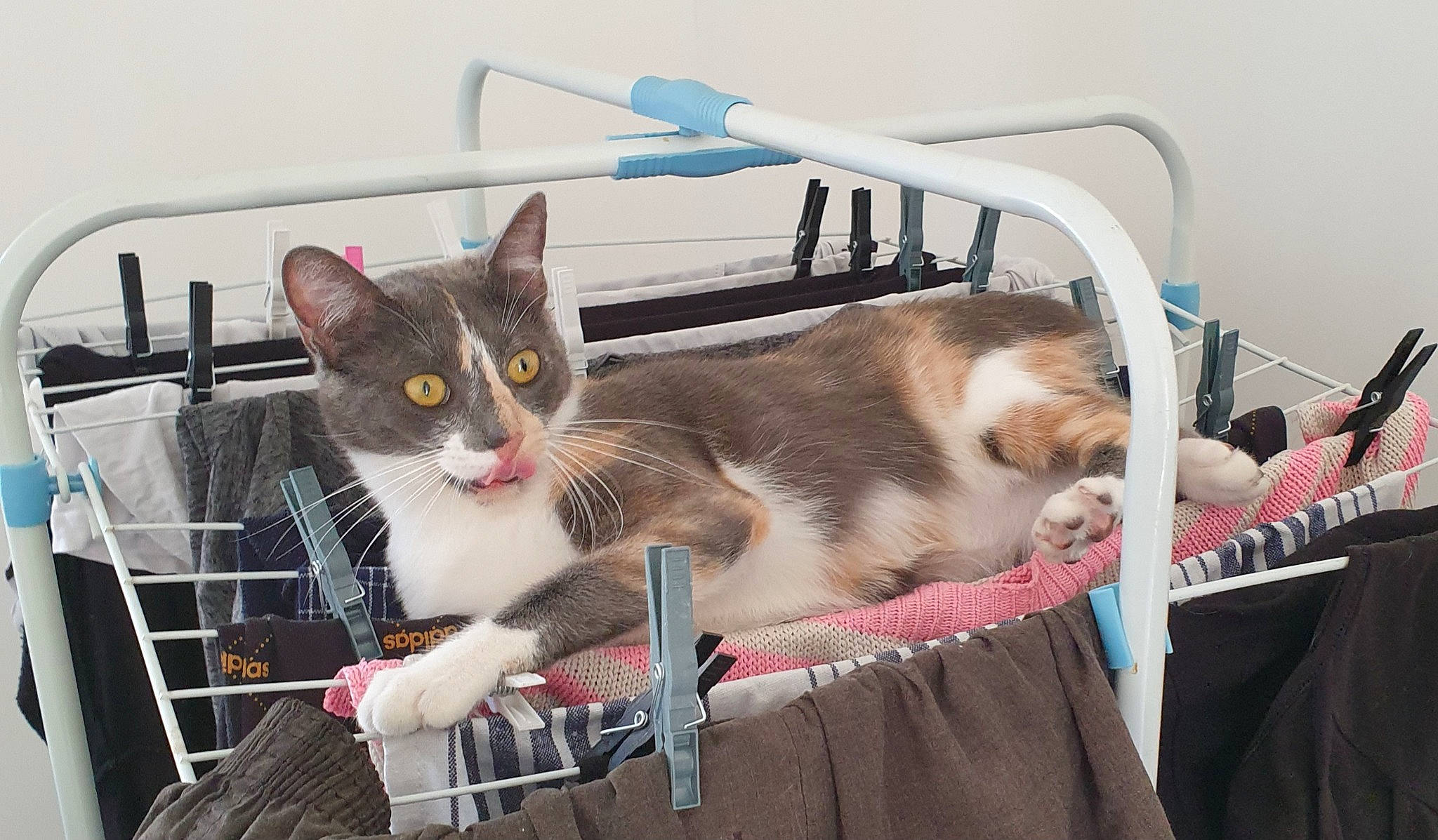 Riddhi participe au concours pour gagner de l'argent avec cette photo : animal_shelter, box, carnivore, cat, cat_supply, comfort, domestic_short_haired_cat, felidae, fur, metal, paw, pet_supply, small_to_medium_sized_cats, snout, tail, whiskers