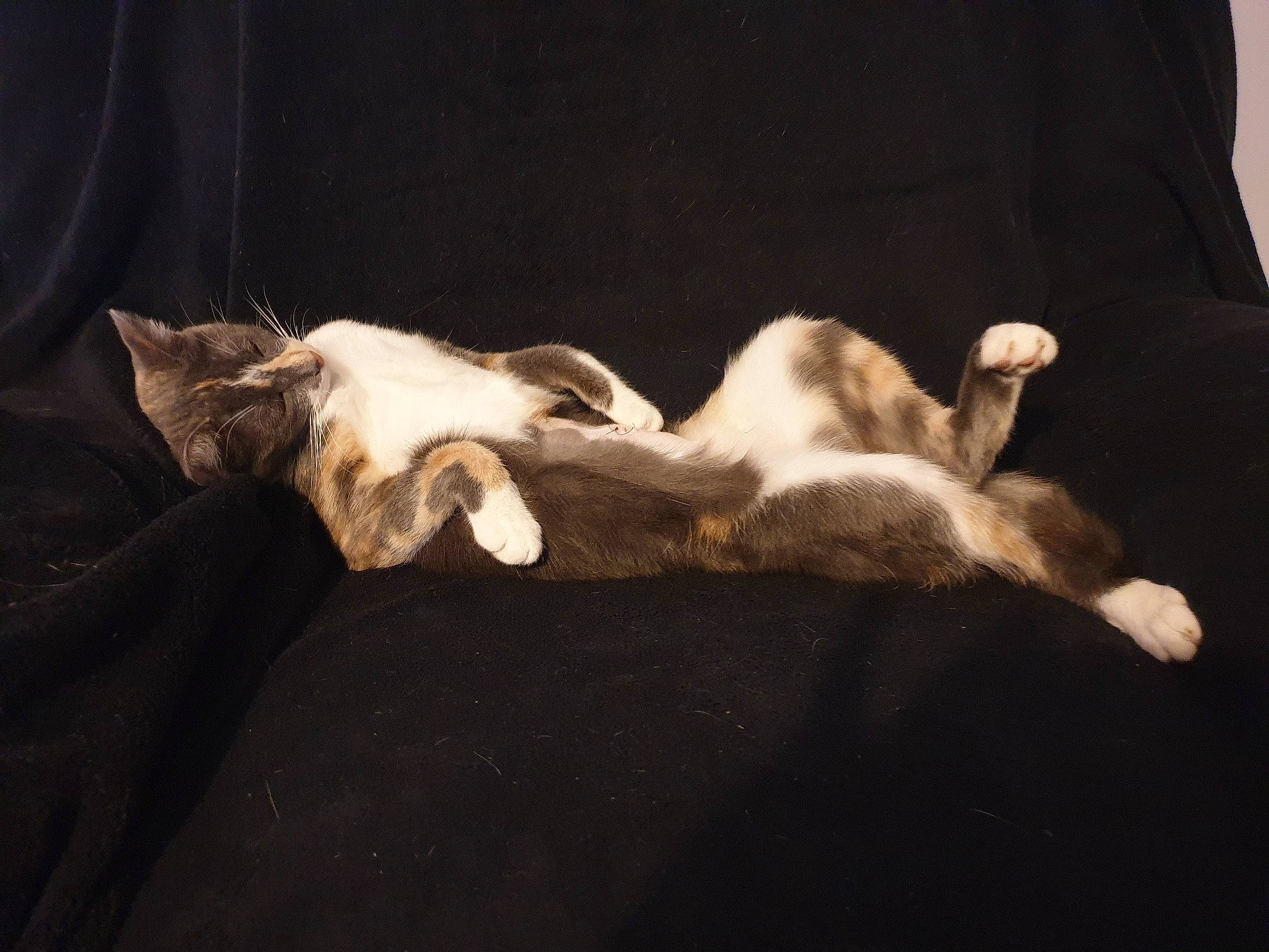 Riddhi participe au concours pour gagner de l'argent avec cette photo : birman, canidae, carnivore, cat, comfort, companion_dog, darkness, dog_breed, fawn, felidae, fur, linens, nap, paw, small_to_medium_sized_cats, sporting_group, tail, terrestrial_animal, whiskers, wood