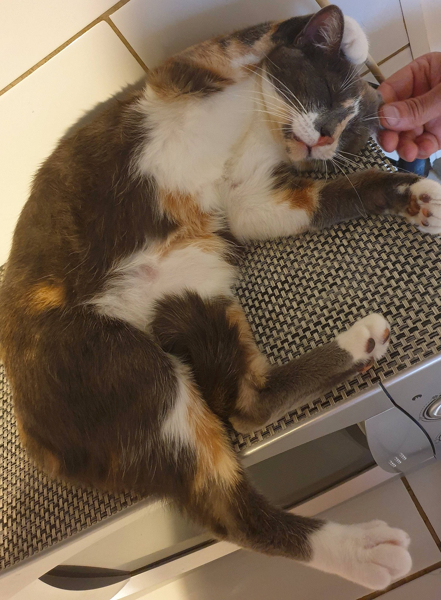 Riddhi a rejoint le concours — aidez-le/la à gagner de superbes lots ! animal_shelter, box, cardboard, carnivore, cat, claw, comfort, domestic_short_haired_cat, felidae, fur, lap, machine, office_equipment, paw, pet_supply, small_to_medium_sized_cats, snout, tail, whiskers