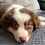 puppy, dog, brown_and_white, close_up, lying_down, blanket, soft_texture, pillow, indoor, cute, pet, animal, fur, nose, ears, eyes, resting, young, cozy, portrait