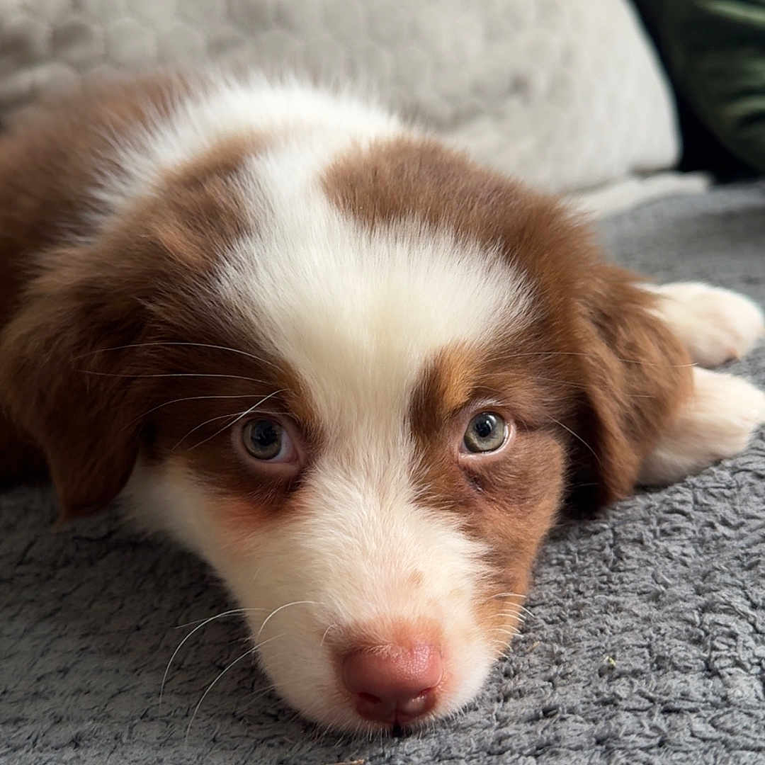 Aleia participe au concours pour gagner de l'argent avec cette photo : animal, blanket, brown_and_white, close_up, cozy, cute, dog, ears, eyes, fur, indoor, lying_down, nose, pet, pillow, portrait, puppy, resting, soft_texture, young