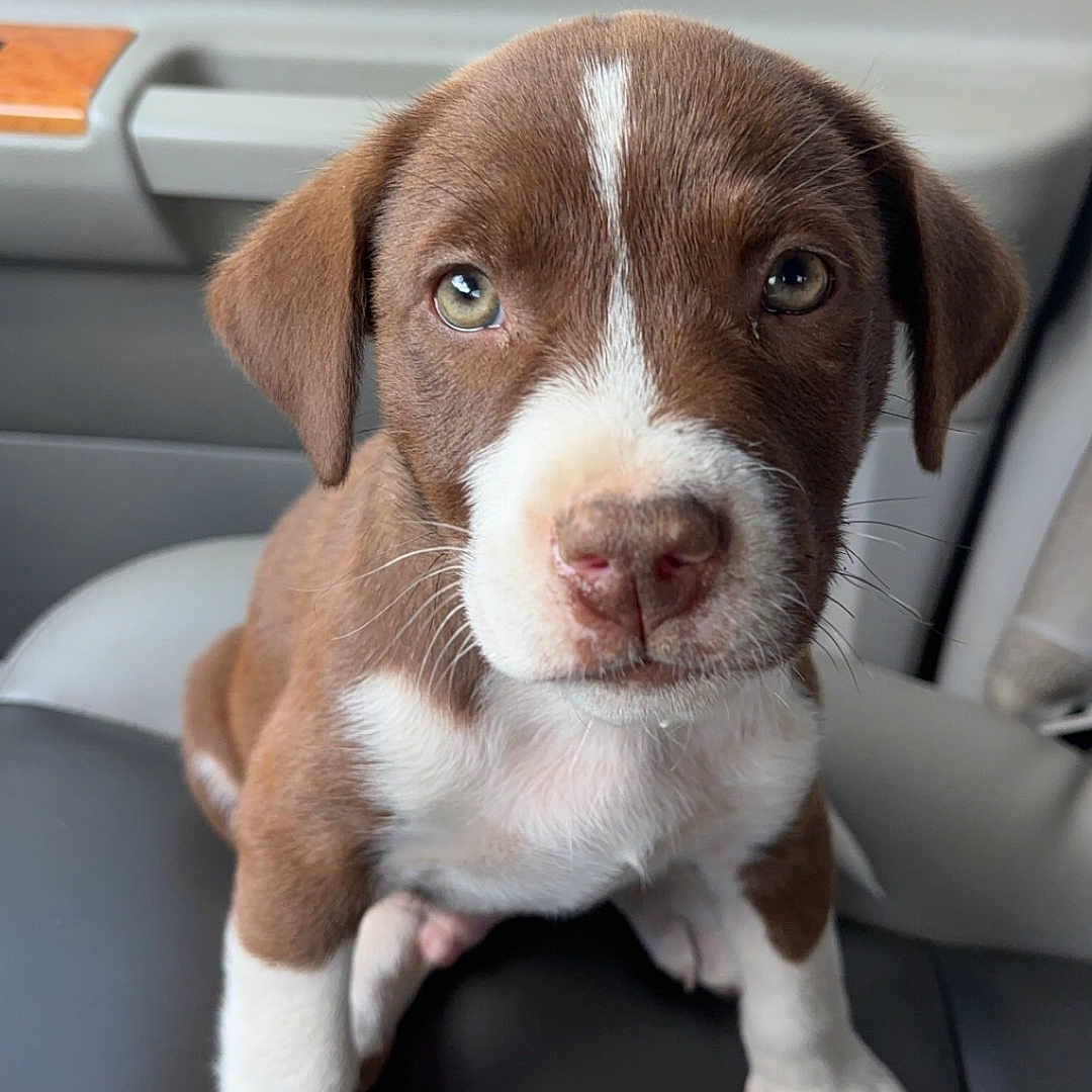 Aries joined the competition — help win amazing prizes! alloywheel, animal, beagle, bulldog, canine, car, carwheel, dog, hound, husky, labradorretriever, machine, pet, pitbull, pointer, puppy, snout, spoke, tire, transportation