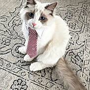Gary is registered to the contest to win money with this photo: animal, blue_eyes, carpet, cat, collar, cute, domestic_cat, feline, fluffy, fur, indoor, looking_up, patterned_rug, pet, portrait, sitting, tail, tie, whiskers, white
