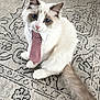 animal, blue_eyes, carpet, cat, collar, cute, domestic_cat, feline, fluffy, fur, indoor, looking_up, patterned_rug, pet, portrait, sitting, tail, tie, whiskers, white