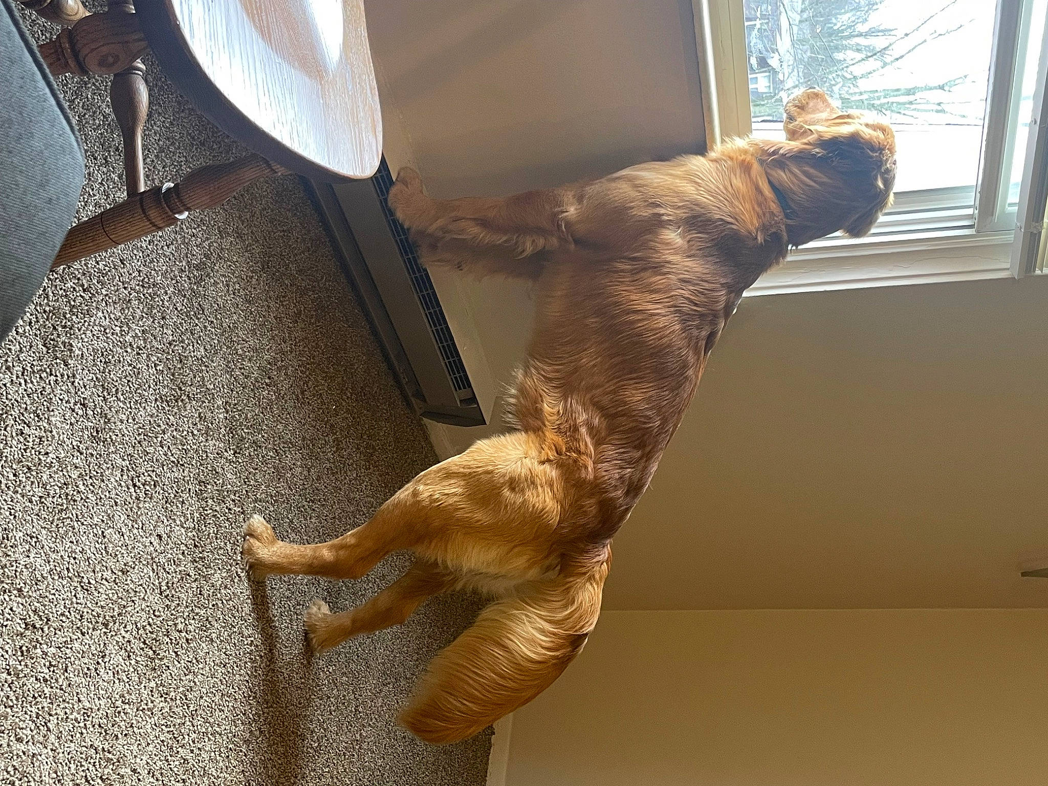 Comet joined the competition — help win amazing prizes! canidae, carnivore, comfort, companion_dog, dog_breed, fawn, felidae, flooring, foot, fur, room, small_to_medium_sized_cats, tail, terrestrial_animal, whiskers, wildlife, window, window_blind, window_covering, wood