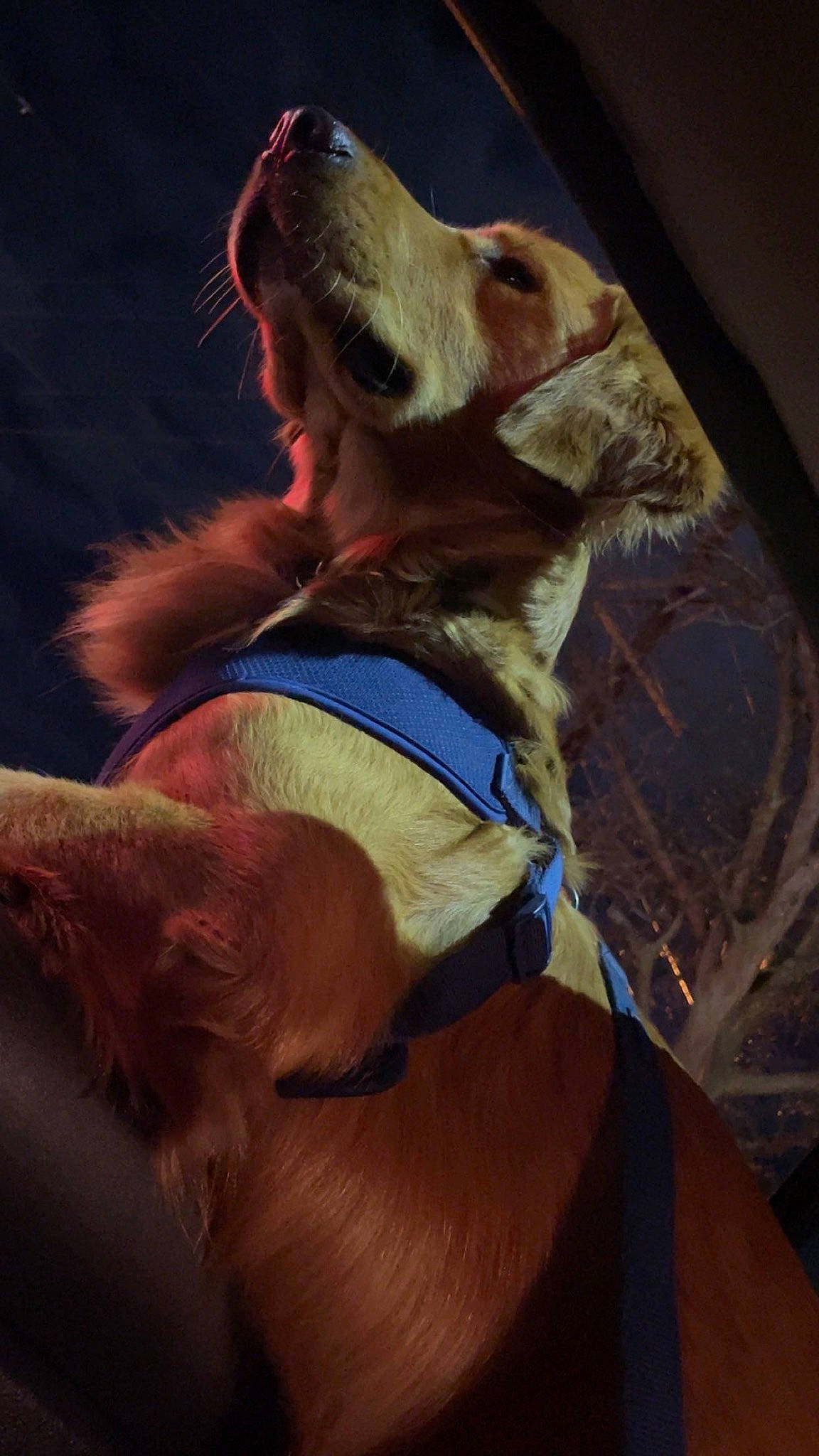 Comet is registered to the contest to win money with this photo: canidae, carnivore, collar, companion_dog, dog, dog_breed, dog_collar, dog_supply, fawn, fur, gun_dog, leash, liver, pet_supply, pointing_breed, retriever, snout, sporting_group, whiskers, working_animal