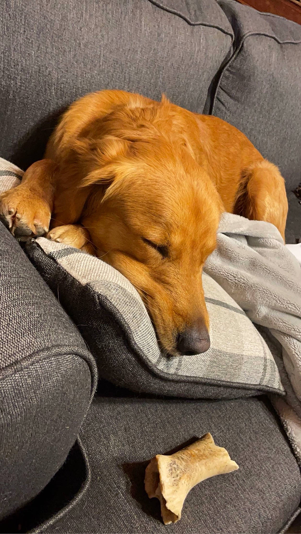 Comet joined the competition — help win amazing prizes! canidae, carnivore, comfort, companion_dog, dog, dog_breed, fawn, fur, guard_dog, linens, nap, paw, retriever, sleep, snout, soft_drink, sporting_group, whiskers, working_animal
