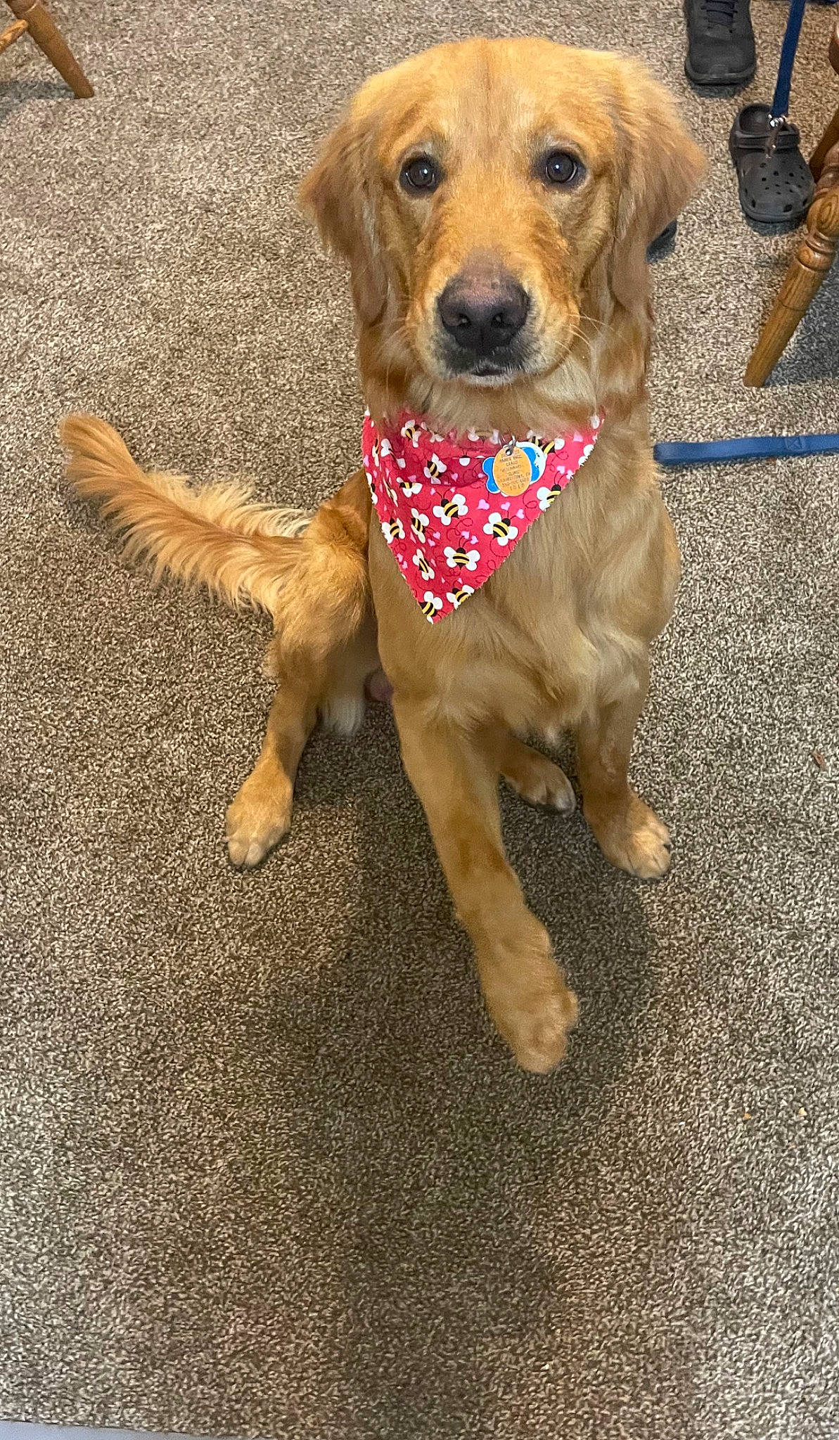 Comet is registered to the contest to win money with this photo: canidae, carnivore, collar, companion_dog, dog, dog_breed, dog_collar, dog_supply, fawn, fur, leash, liver, paw, pet_supply, road_surface, snout, sporting_group, tail, water_dog, working_animal