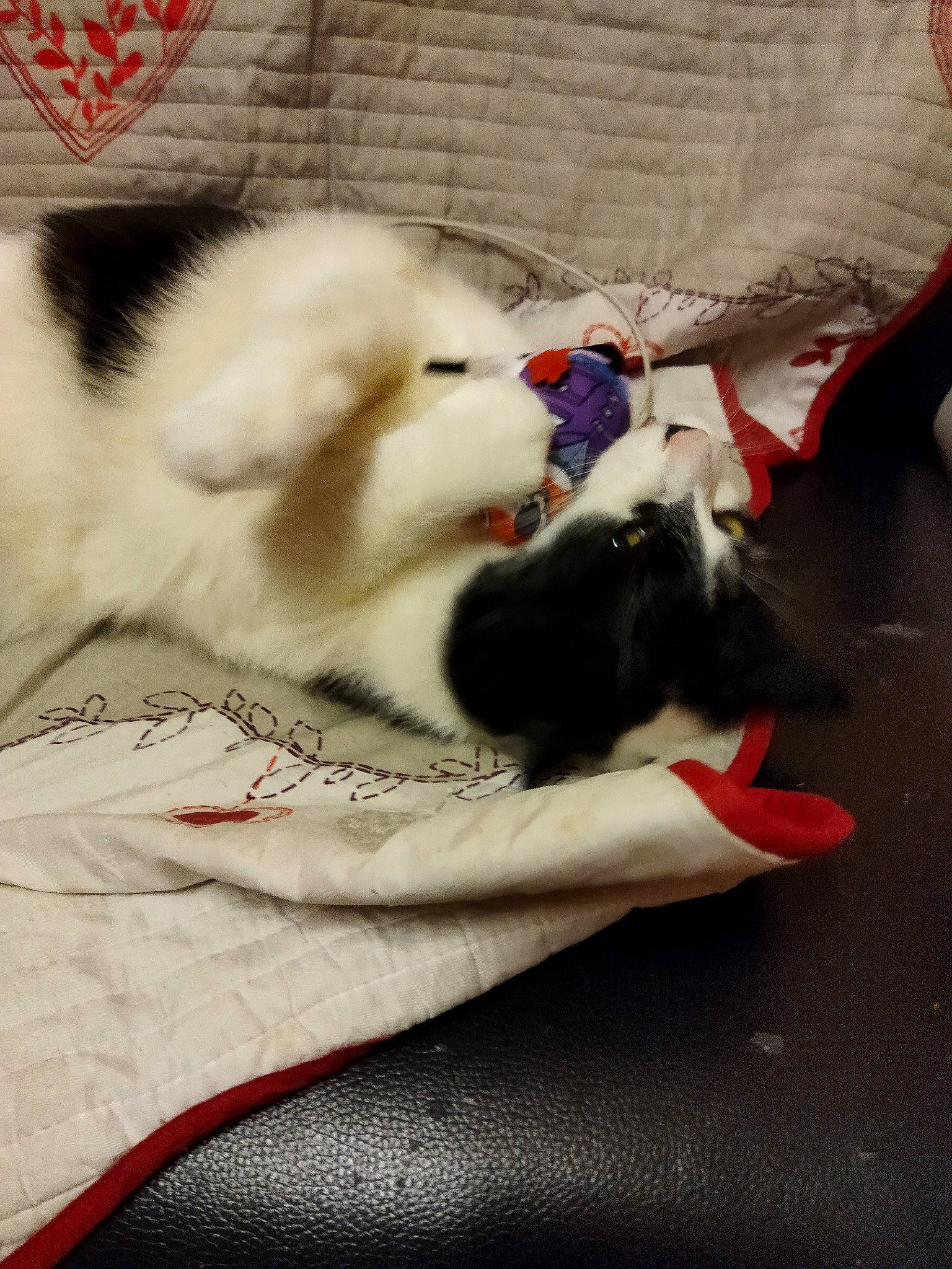 Lilou a rejoint le concours — aidez-le/la à gagner de superbes lots ! carnivore, cat, claw, comfort, companion_dog, dog_breed, domestic_short_haired_cat, fang, fawn, felidae, fur, linens, nap, paw, small_to_medium_sized_cats, spitz, sporting_group, tail, toy_dog, whiskers