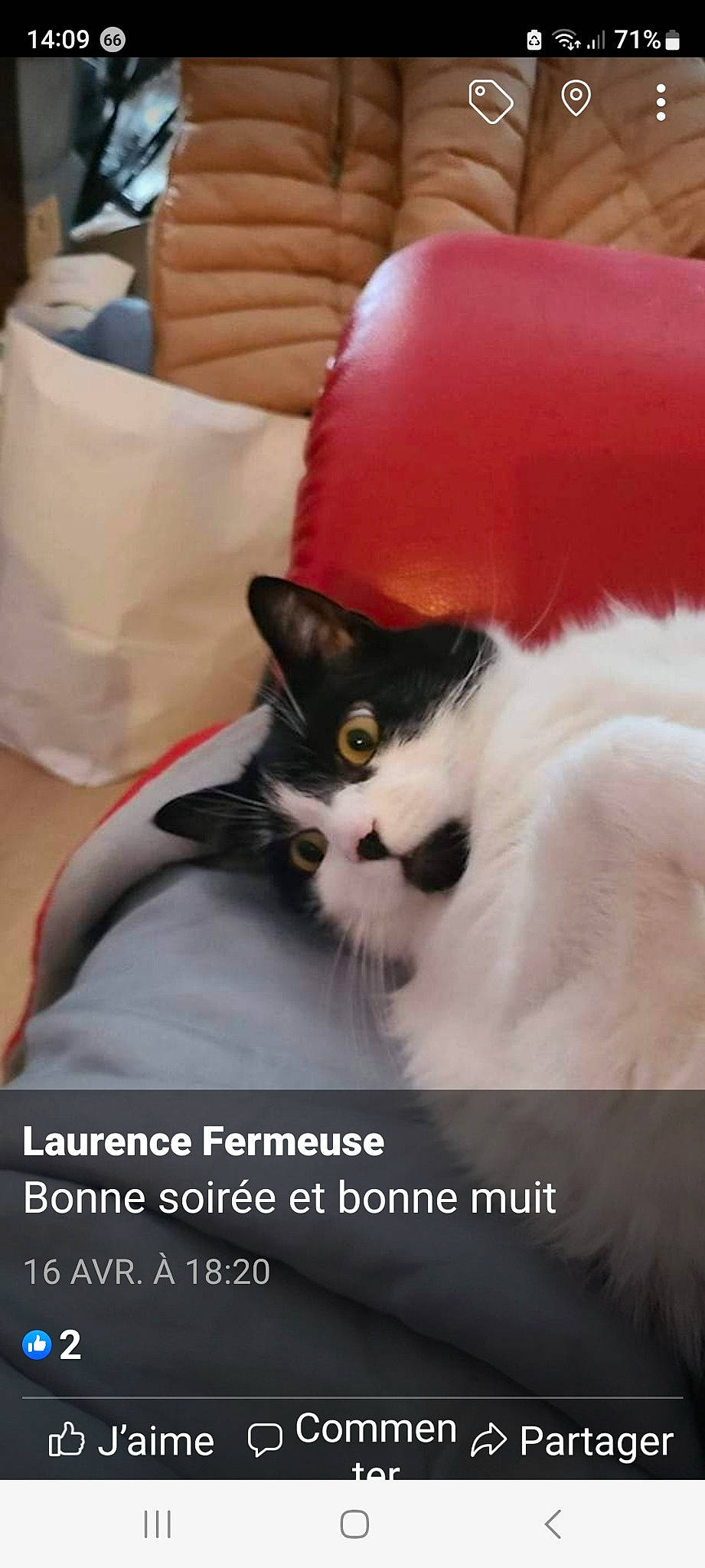 Lilou a rejoint le concours — aidez-le/la à gagner de superbes lots ! carnivore, cat, comfort, eye, felidae, formal_wear, fur, linens, paw, photo_caption, small_to_medium_sized_cats, tail, terrestrial_animal, whiskers