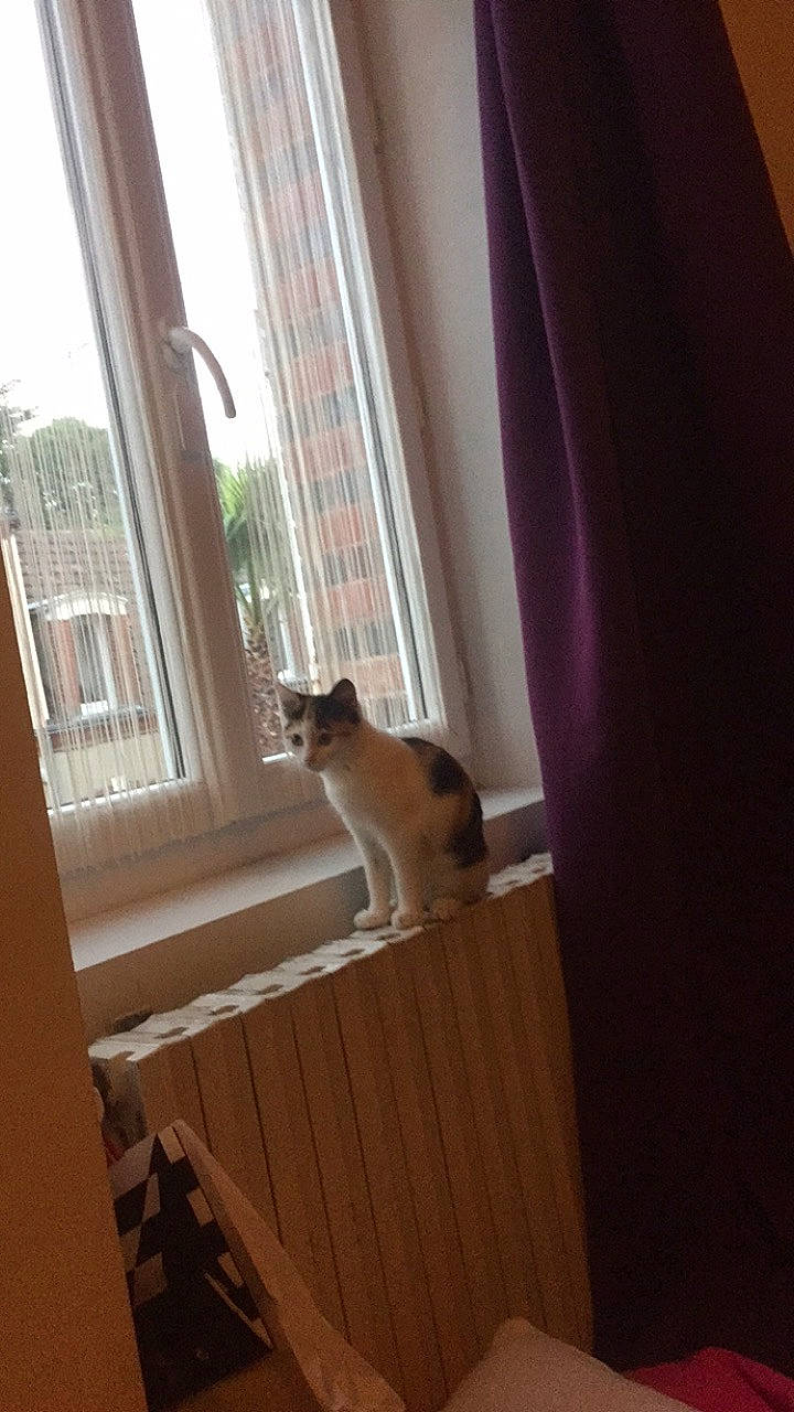 Ottawa a rejoint le concours — aidez-le/la à gagner de superbes lots ! carnivore, cat, curtain, door, fawn, felidae, hardwood, interior_design, room, small_to_medium_sized_cats, whiskers, window, window_covering, window_treatment, wood