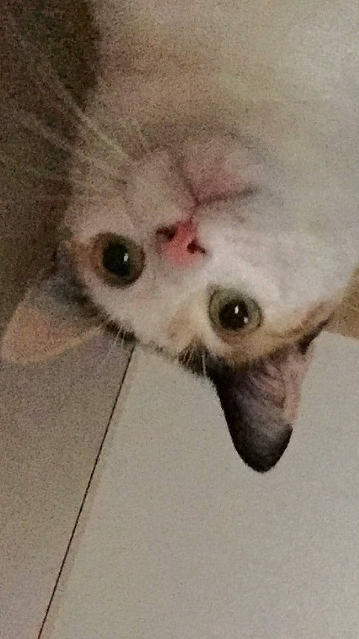 Ottawa a rejoint le concours — aidez-le/la à gagner de superbes lots ! carnivore, cat, eye, felidae, kitten, nose, skin, small_to_medium_sized_cats, snout, whiskers