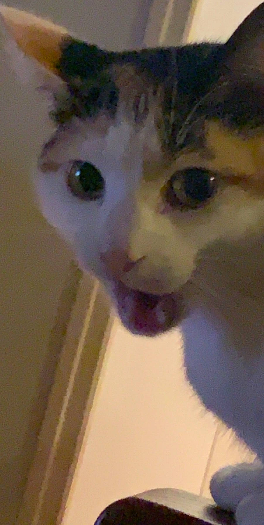 Ottawa a rejoint le concours — aidez-le/la à gagner de superbes lots ! aegean_cat, carnivore, cat, cheek, domestic_short_haired_cat, eye, face, fawn, felidae, fur, head, iris, kitten, nose, ojos_azules, polydactyl_cat, small_to_medium_sized_cats, snout, turkish_van, whiskers